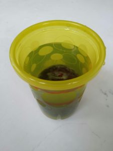 Measuring the volume of a plum by finding out how much water it displaces