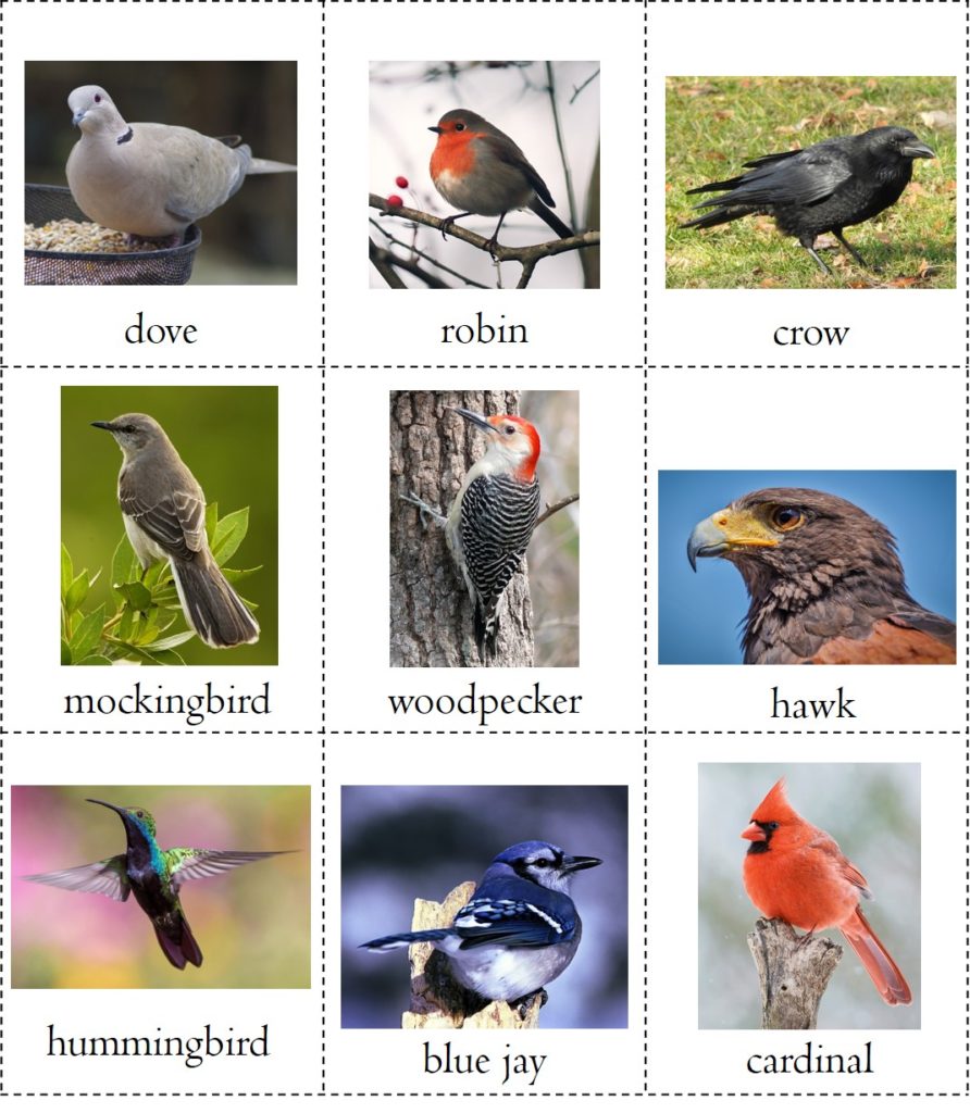 Nature study free printable bird book - some images of birds with names